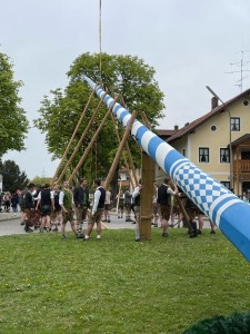Maibaum 22
